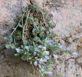 Campanula coriacea