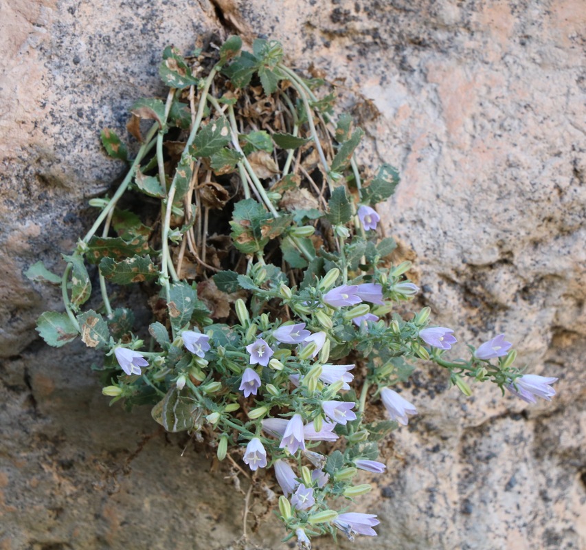 Изображение особи Campanula coriacea.