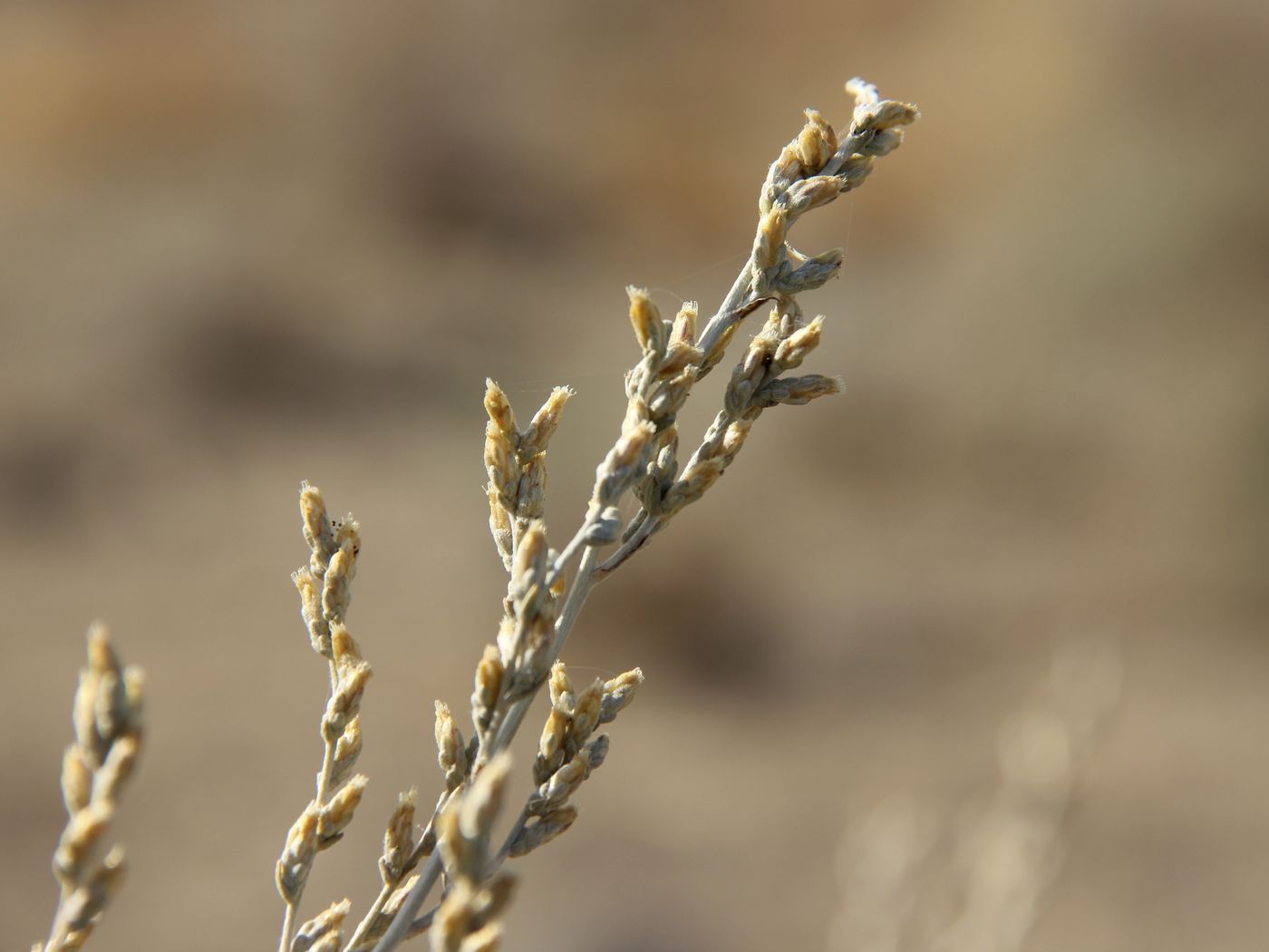Image of Artemisia leucodes specimen.