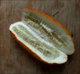 Cucumis sativus