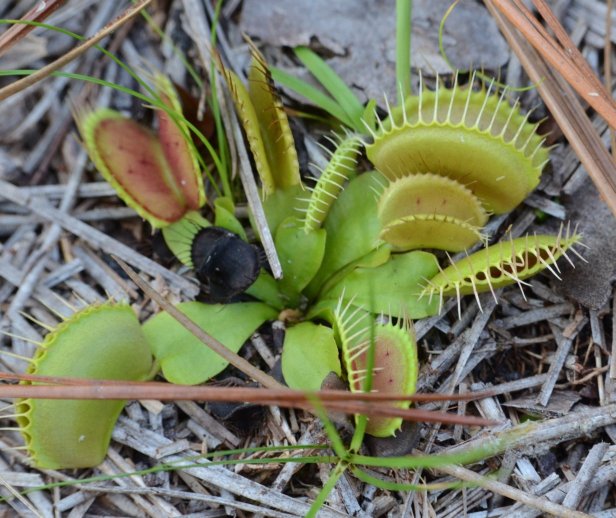 Изображение особи Dionaea muscipula.