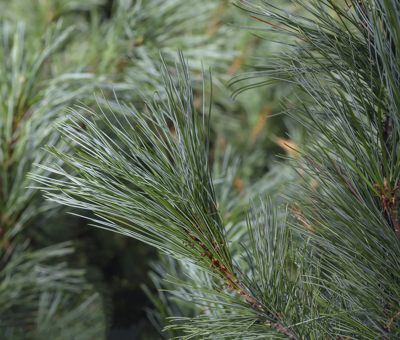 Изображение особи Pinus pumila.