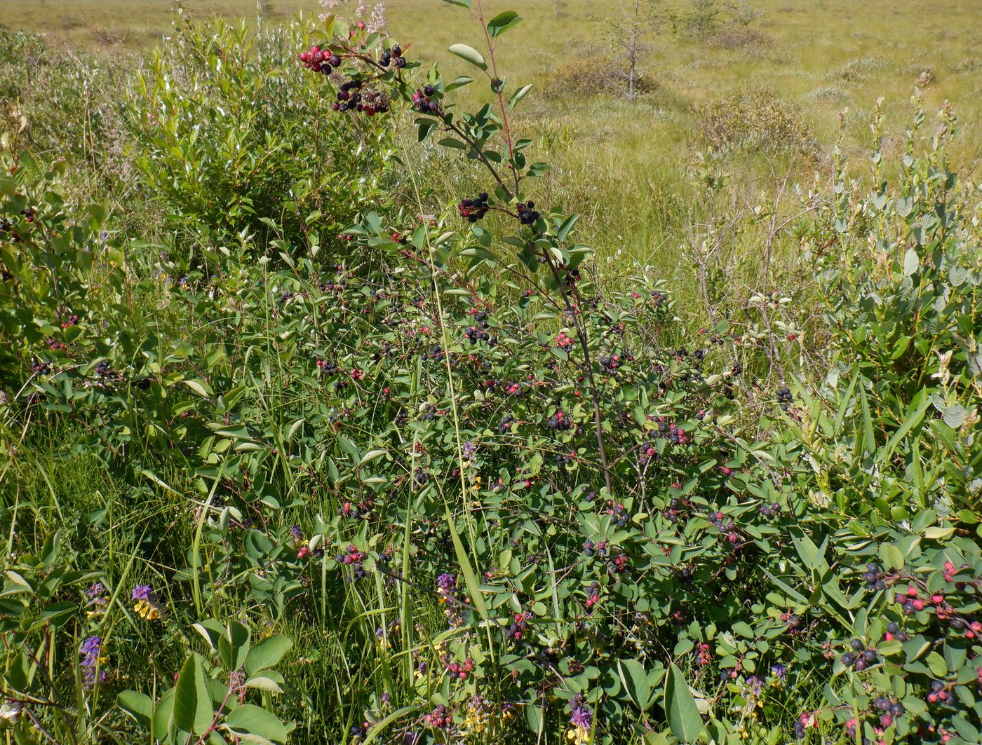 Image of Amelanchier spicata specimen.