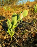 Polygonatum odoratum. Плодоносящее растение. Нидерланды, Юж. Голландия, национальный парк \"Hollandse Duinen\", р-н прибрежных дюн Meijendel. Август.