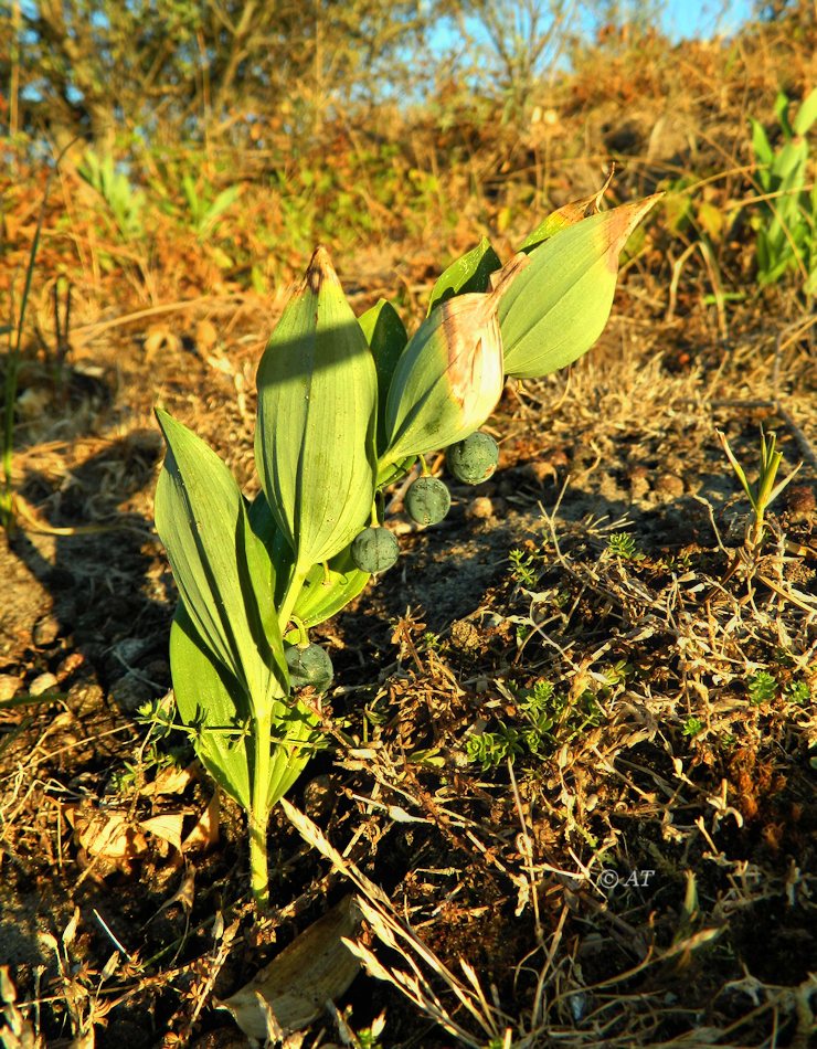 Изображение особи Polygonatum odoratum.