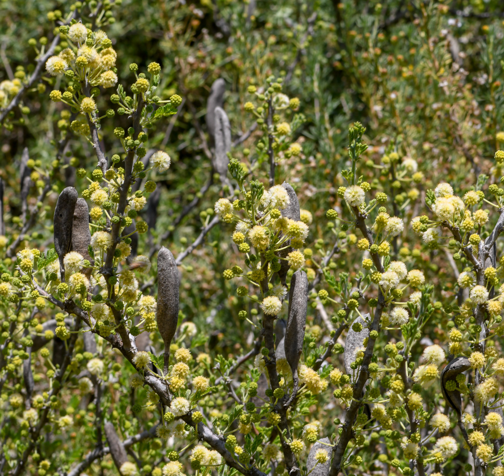 Изображение особи Vachellia hebeclada.