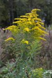 Solidago canadensis. Верхушка цветущего растения с фуражирующей пчелой. Карельский перешеек, окр. Сертолово, СНТ \"Поляна\", на заброшенном участке. 29.09.2019.