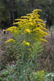 Solidago canadensis