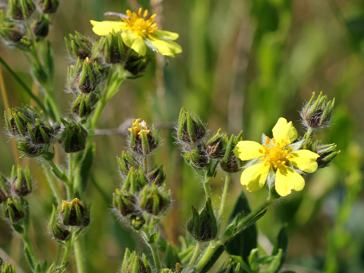 Изображение особи Potentilla recta.