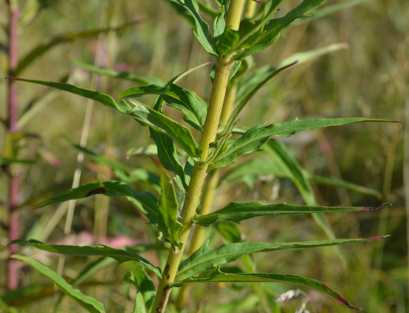 Изображение особи Hieracium umbellatum.