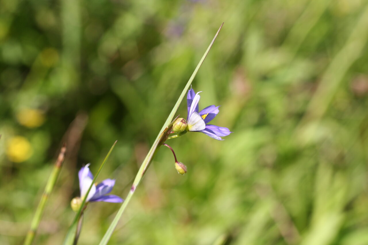 Изображение особи Sisyrinchium montanum.