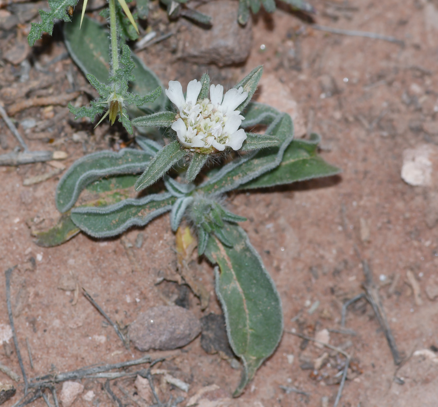 Изображение особи Sixalix eremophila.