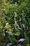 Cirsium heterophyllum. Плодоносящие растения. Тульская обл., Плавский р-н, окр. пос. Молочные Дворы, березовая роща. 13.08.2017.