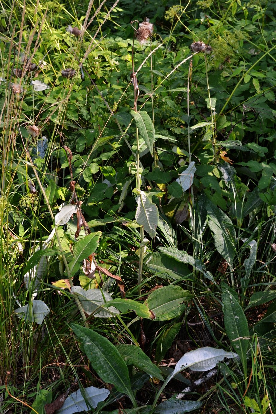 Изображение особи Cirsium heterophyllum.