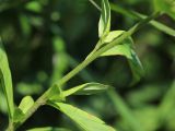 Lysimachia &times; volkovae