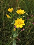 Blackstonia perfoliata. Верхушка цветущего растения. Нидерланды, провинция Groningen, национальный парк Lauwersmeer, сырой луг на месте осушенного морского залива. 20 июля 2008 г.