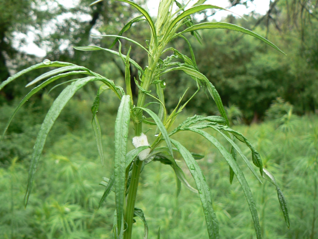 Изображение особи Artemisia vulgaris.