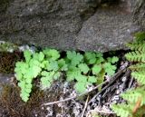 Cystopteris fragilis