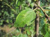 Prunus domestica