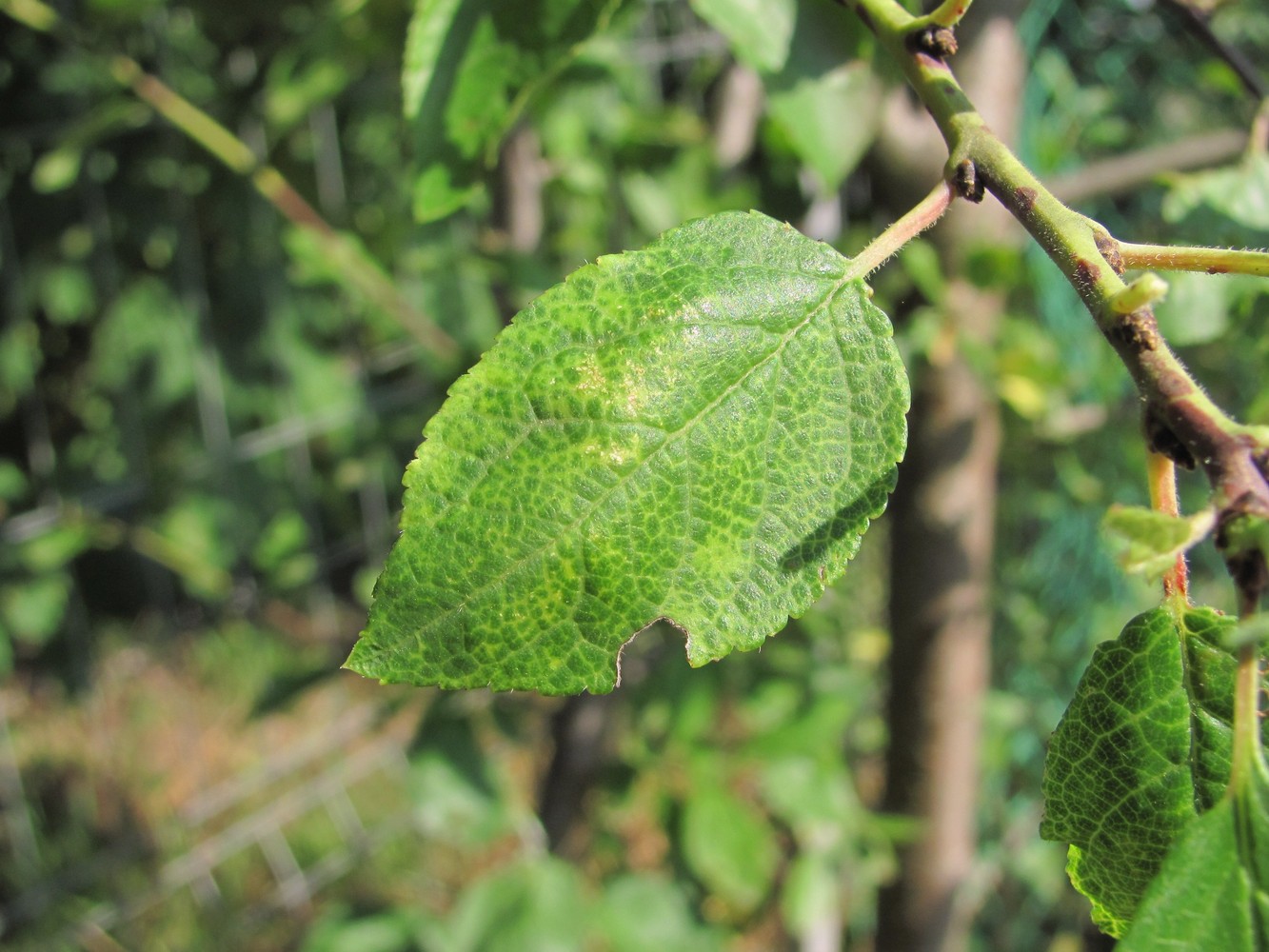 Image of Prunus domestica specimen.