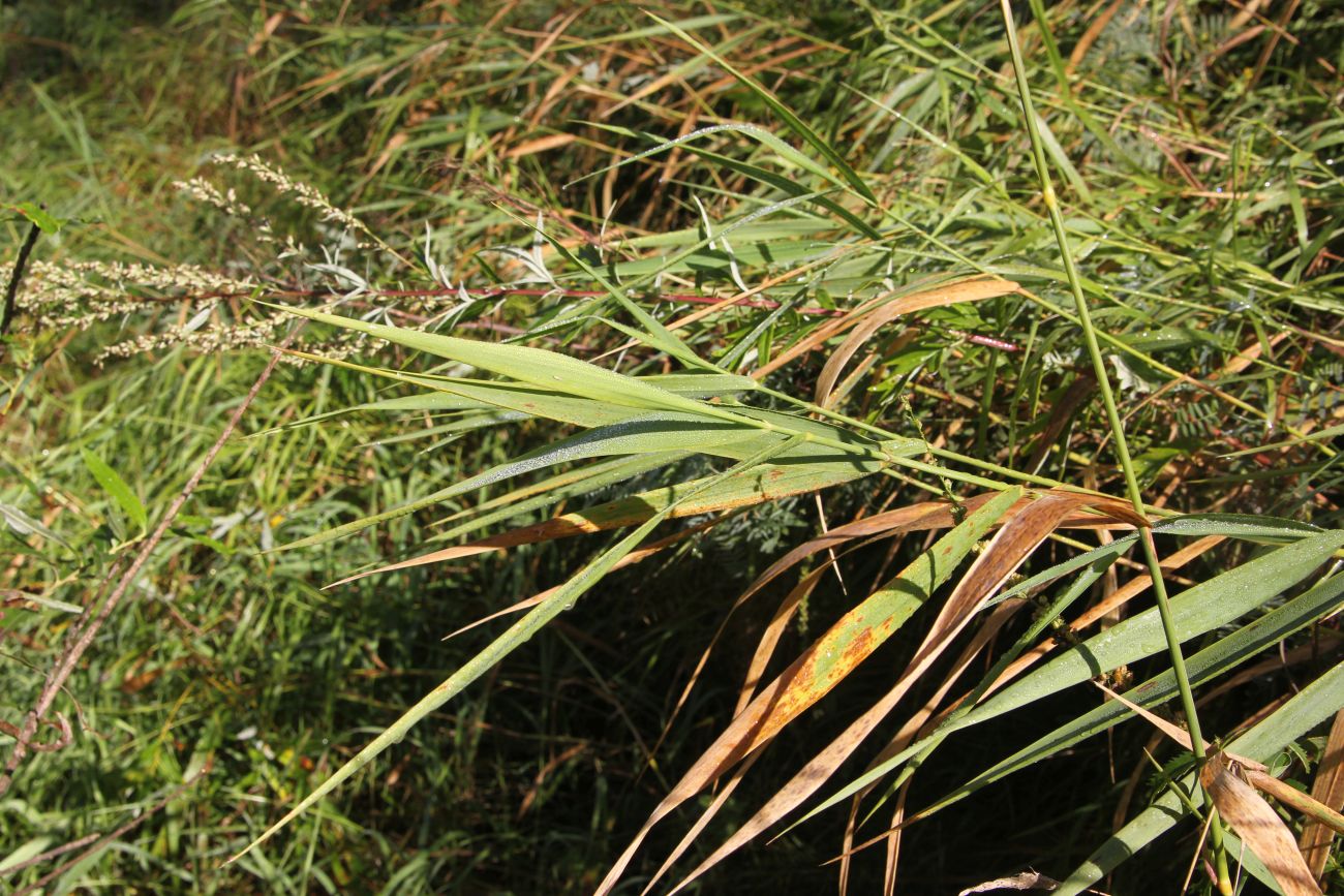 Image of Phalaroides arundinacea specimen.