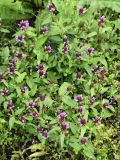 Prunella vulgaris. Цветущее растение на залежи. Белоруссия, Витебская обл., пос. Езерище. 23.06.2010.