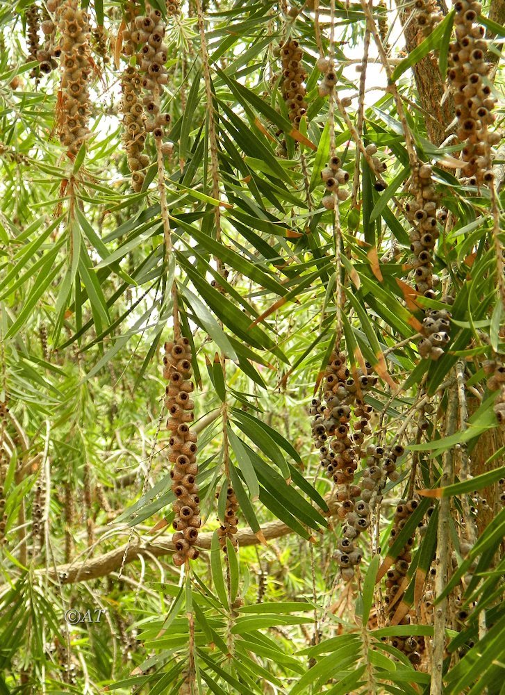 Image of genus Callistemon specimen.