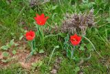 Tulipa suaveolens