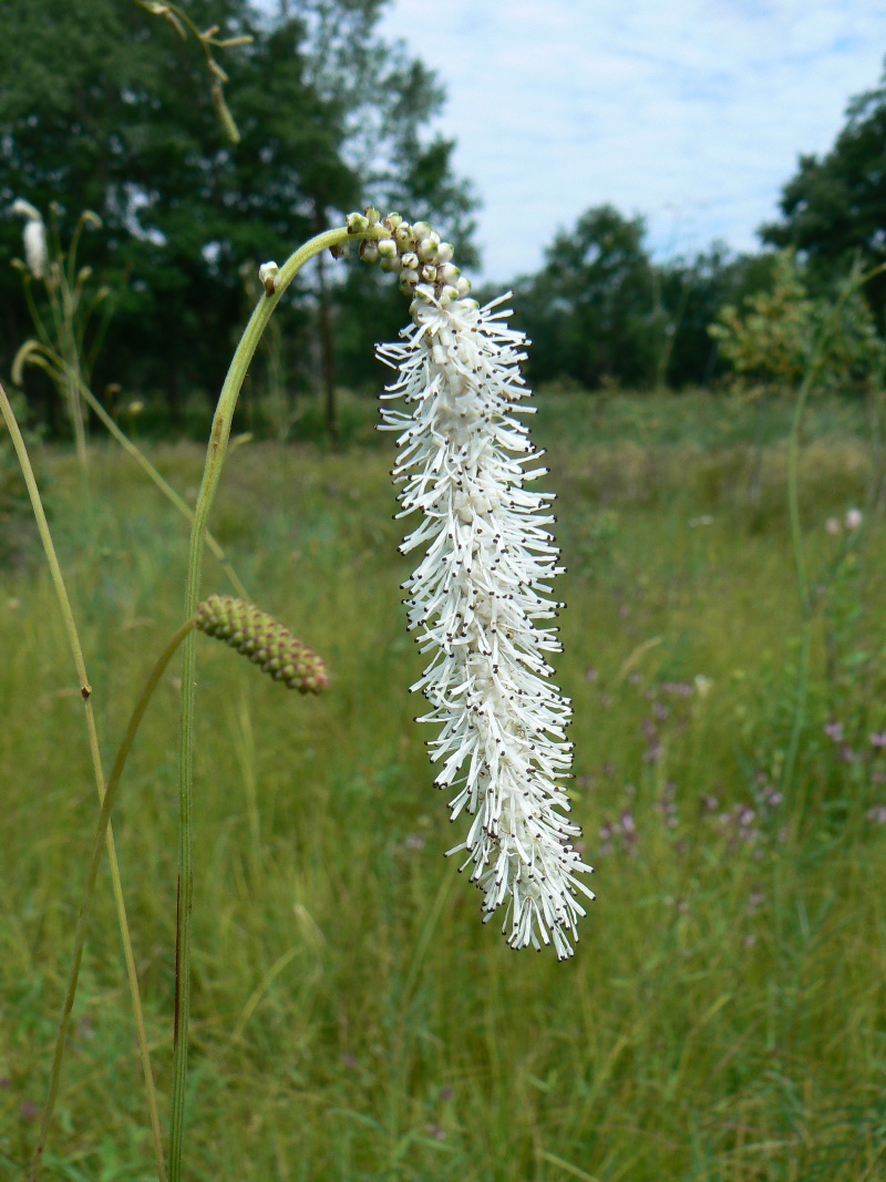 Image of Sanguisorba parviflora specimen.