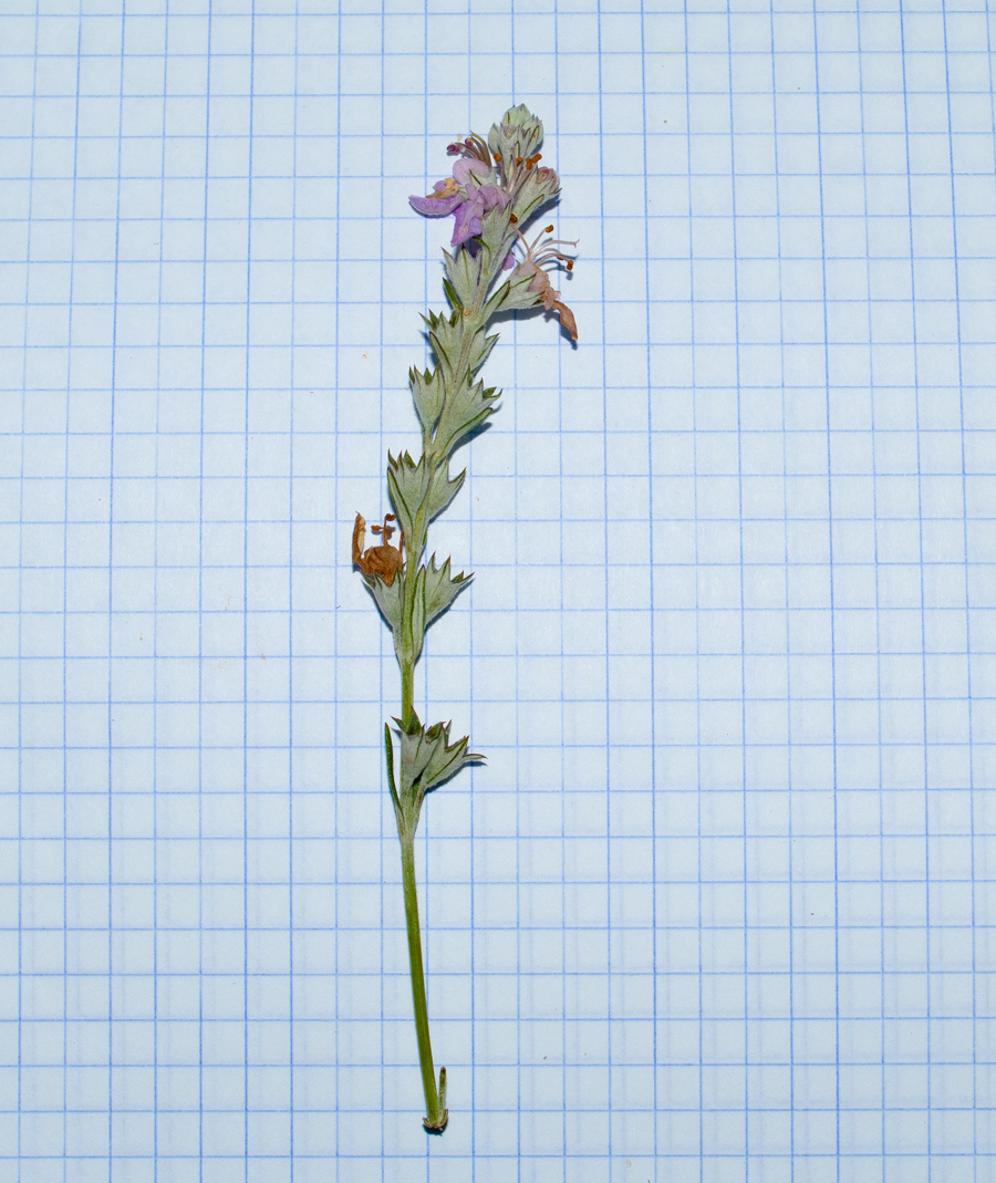 Image of Teucrium creticum specimen.