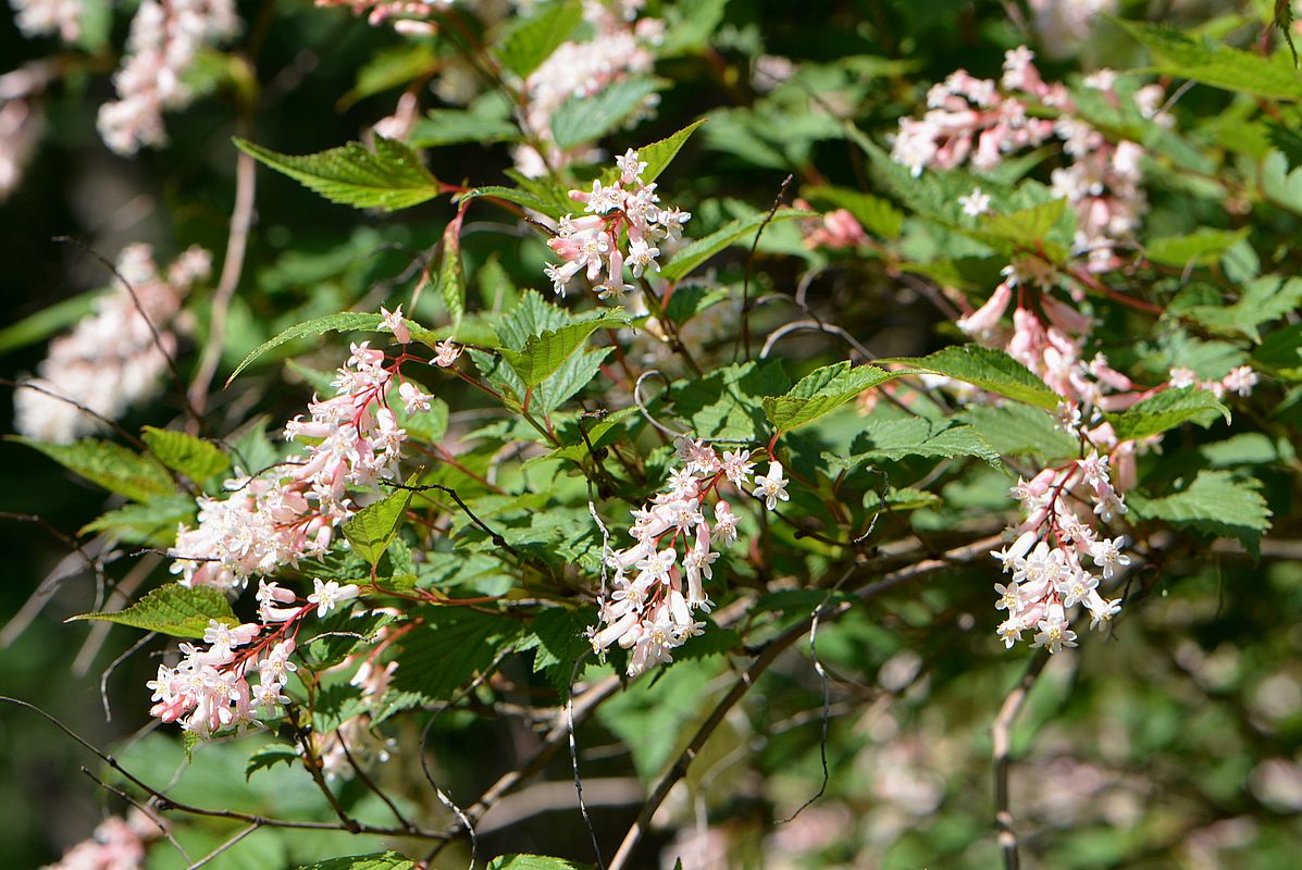 Изображение особи Neillia sinensis.