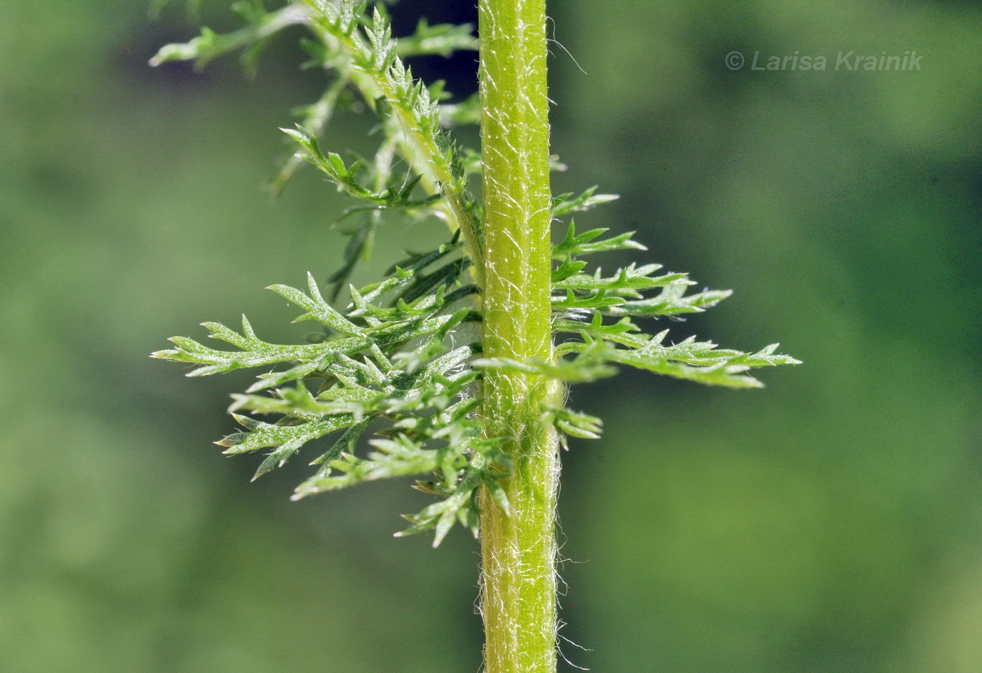 Image of Achillea nigrescens specimen.