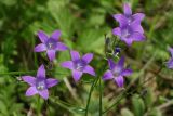 Campanula patula