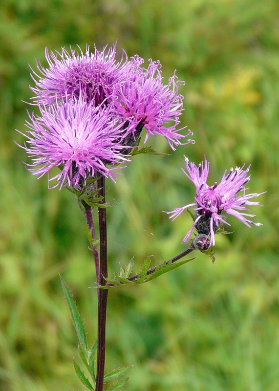 Изображение особи Serratula coronata.