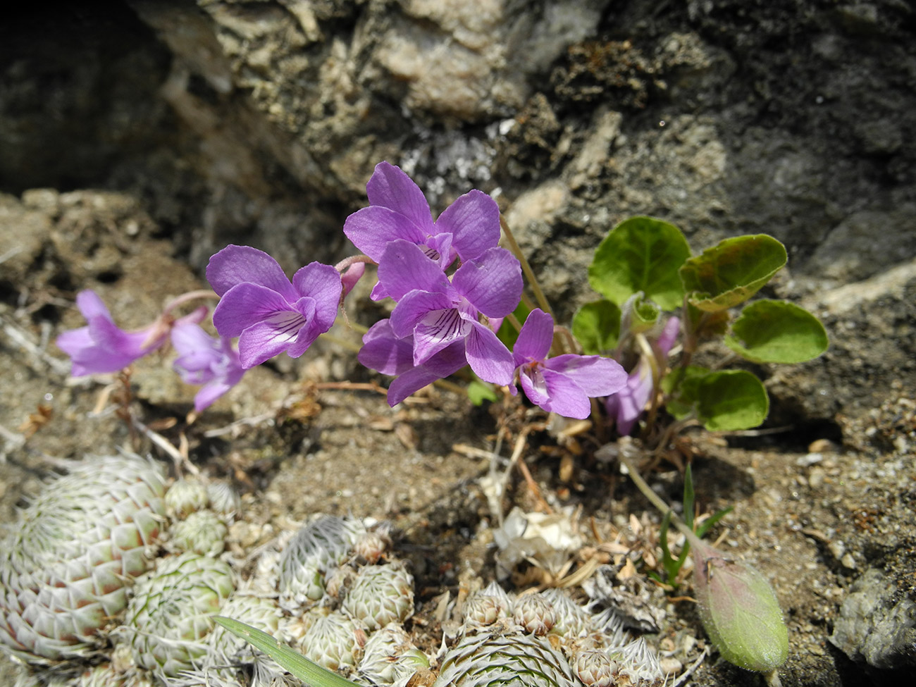 Изображение особи Viola ircutiana.