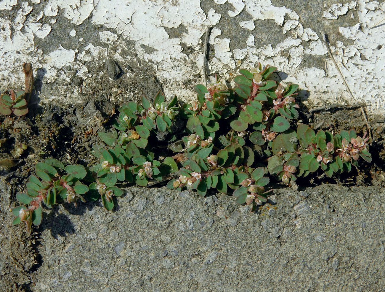 Image of Euphorbia maculata specimen.