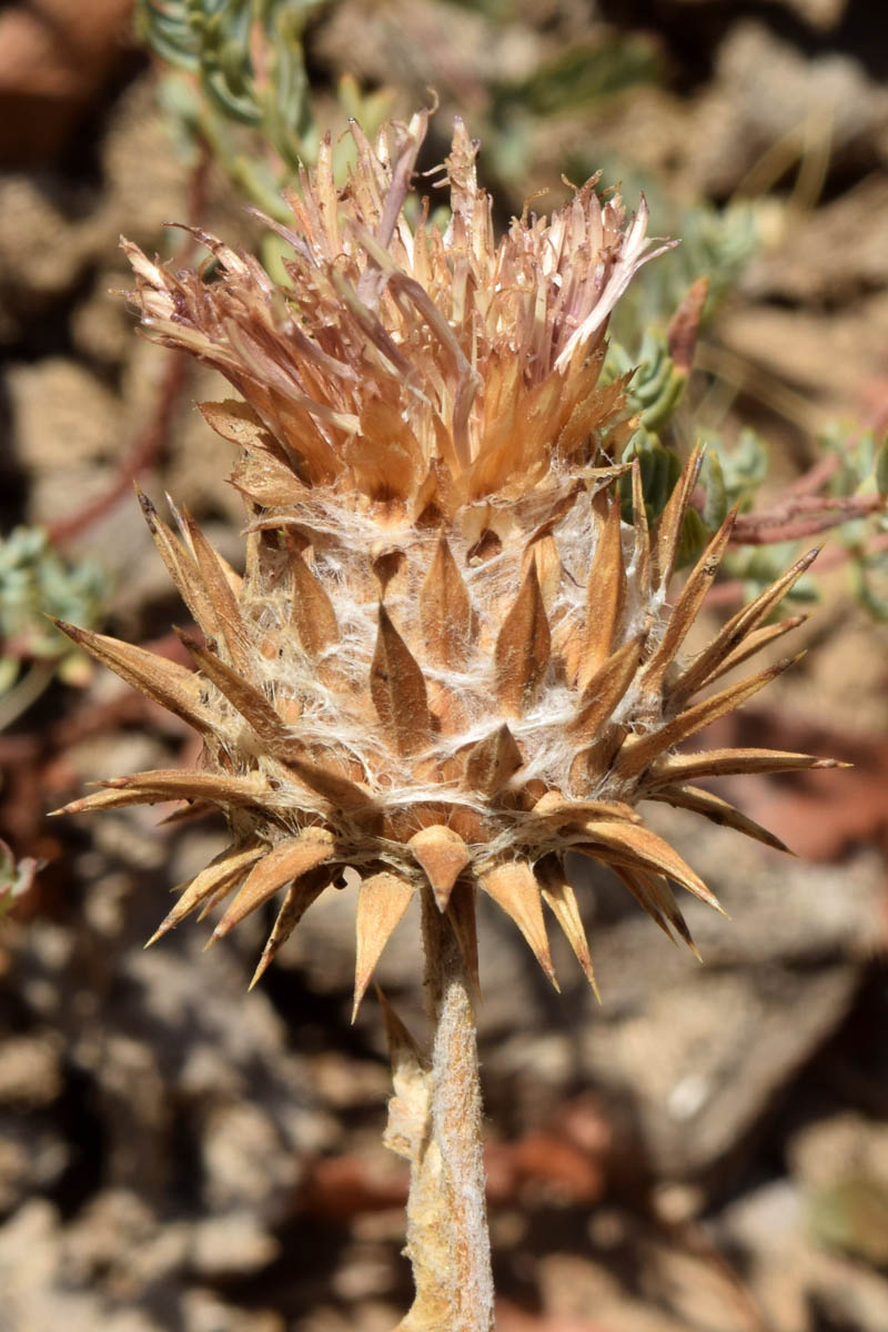 Image of Cousinia tianschanica specimen.