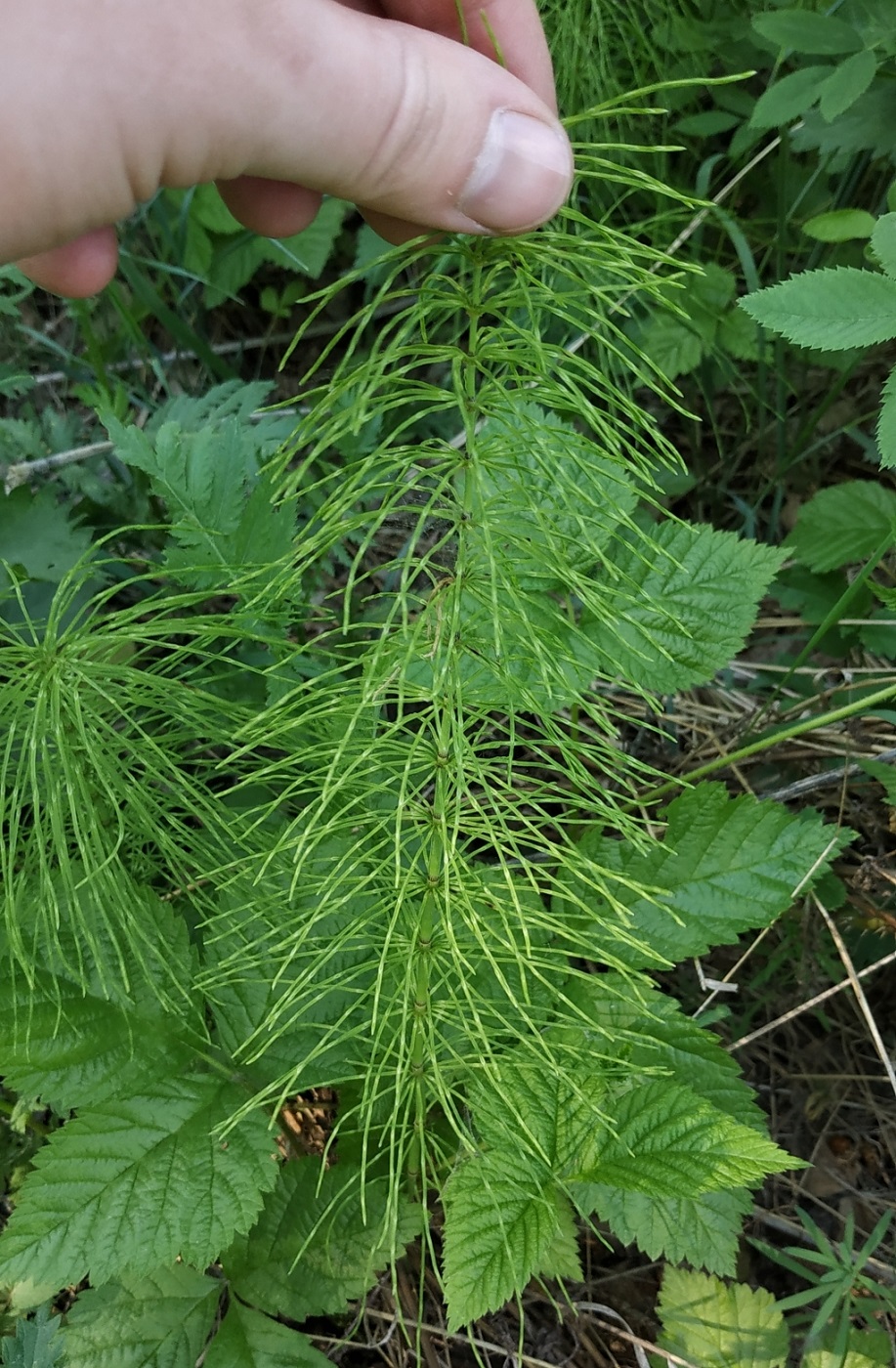 Image of Equisetum pratense specimen.