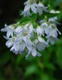 Gadellia lactiflora