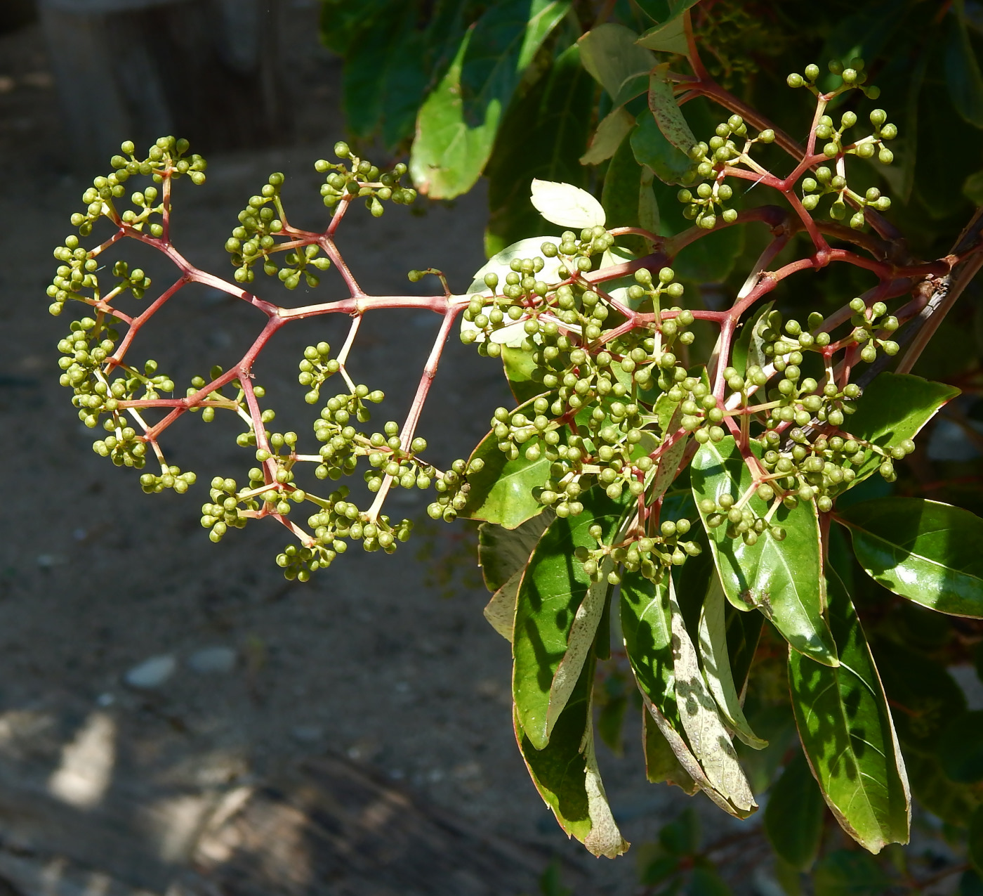 Изображение особи семейство Vitaceae.