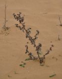 Xanthium spinosum