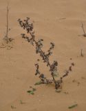 Xanthium spinosum. Сухое плодоносящее растение и проростки вокруг него. Калмыкия, Лаганский р-н, окр. пос. Улан-Хол, песчаный склон. 22.04.2021.