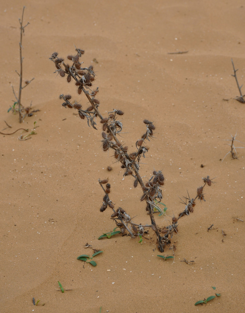 Изображение особи Xanthium spinosum.