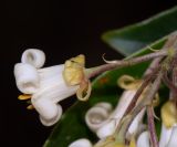 Pittosporum undulatum