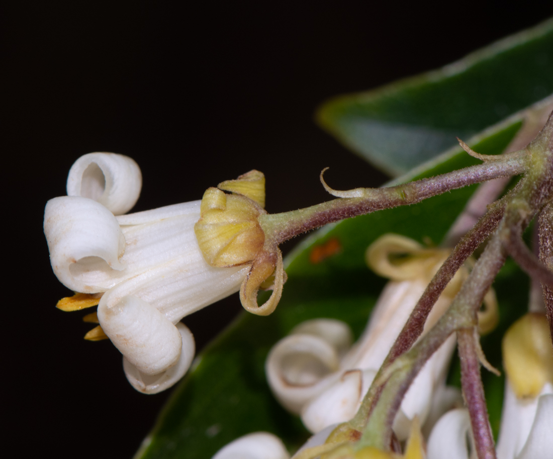 Изображение особи Pittosporum undulatum.