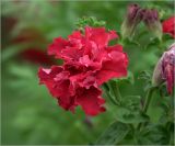 Petunia &times; hybrida