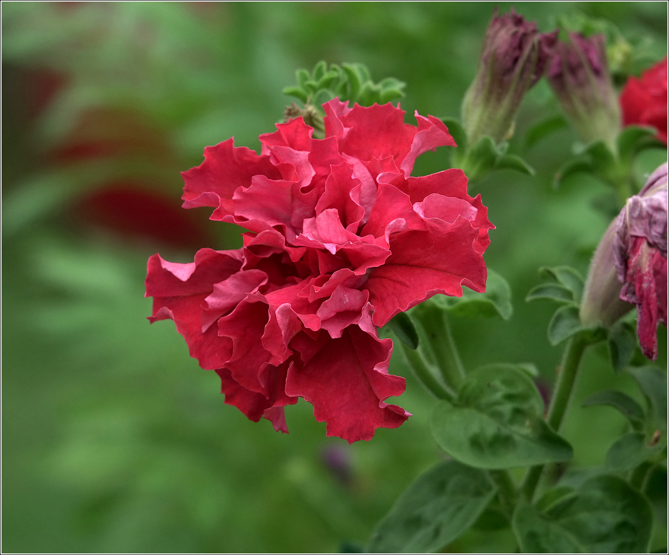 Image of Petunia × atkinsiana specimen.