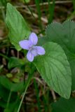 Viola ruppii