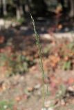 Eragrostis virescens. Соцветие. Южный берег Крыма, Никитский ботанический сад, сорное на клумбе. 11.11.2021.