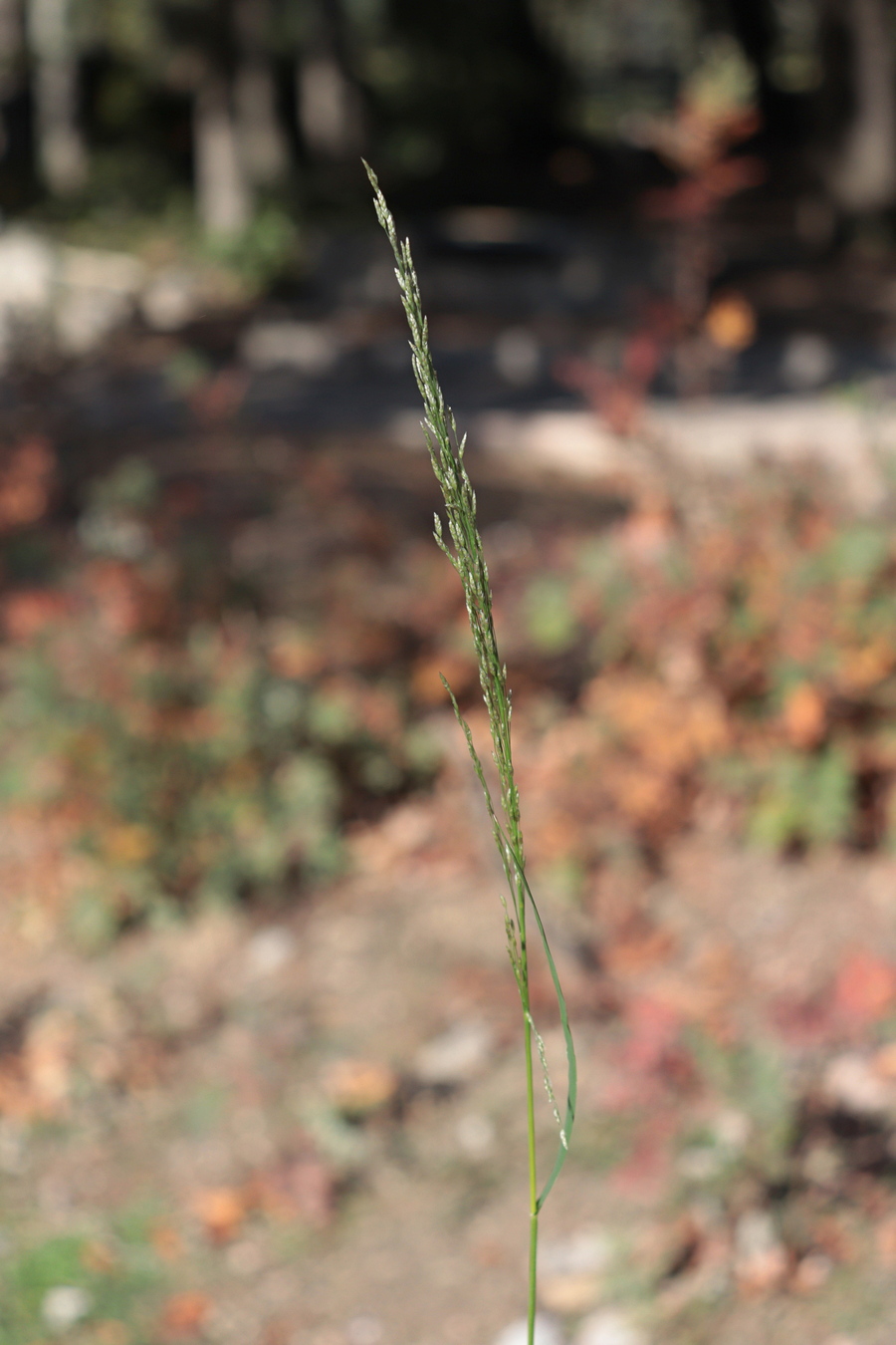 Изображение особи Eragrostis virescens.